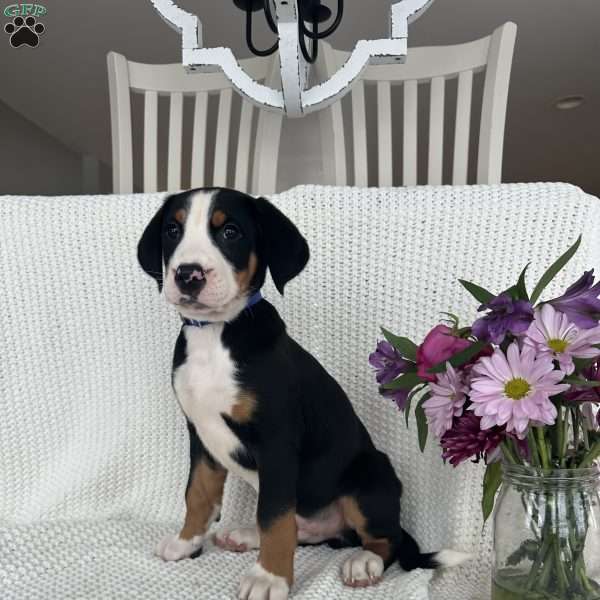 Aj, Greater Swiss Mountain Dog Puppy